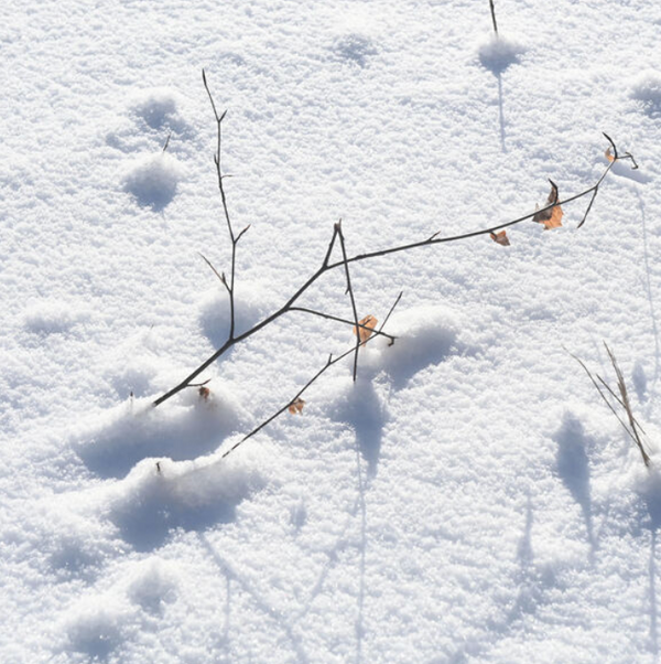 Neige